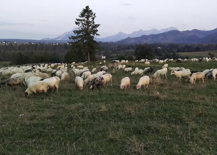 Hrube Parter Z Tarasem I Kominkiem Zakopane